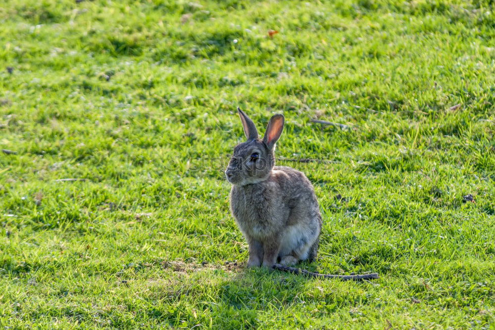 Similar – Foto Bild Guten Hunger! Gras Garten