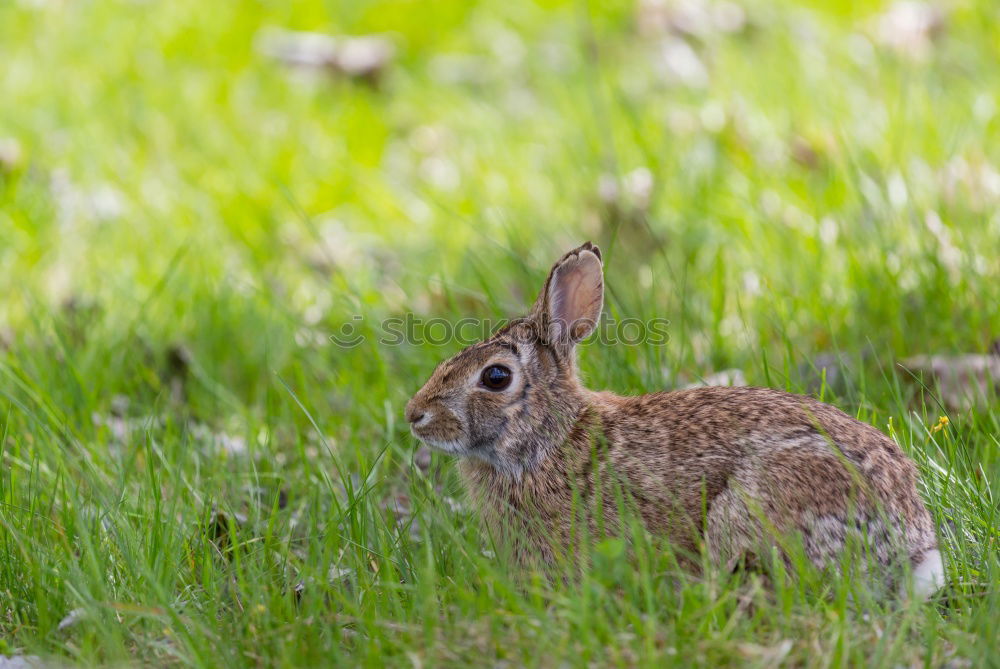 Similar – Foto Bild Guten Hunger! Gras Garten