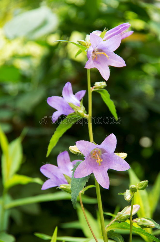 Image, Stock Photo kitchen herbs