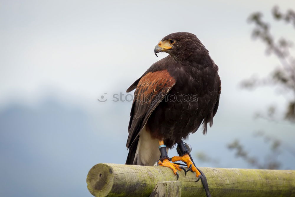 Similar – lucky blue Animal Bird