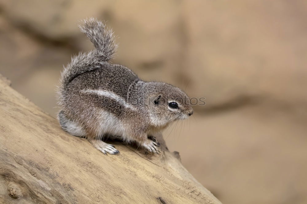 crazy Chipmunk Nature