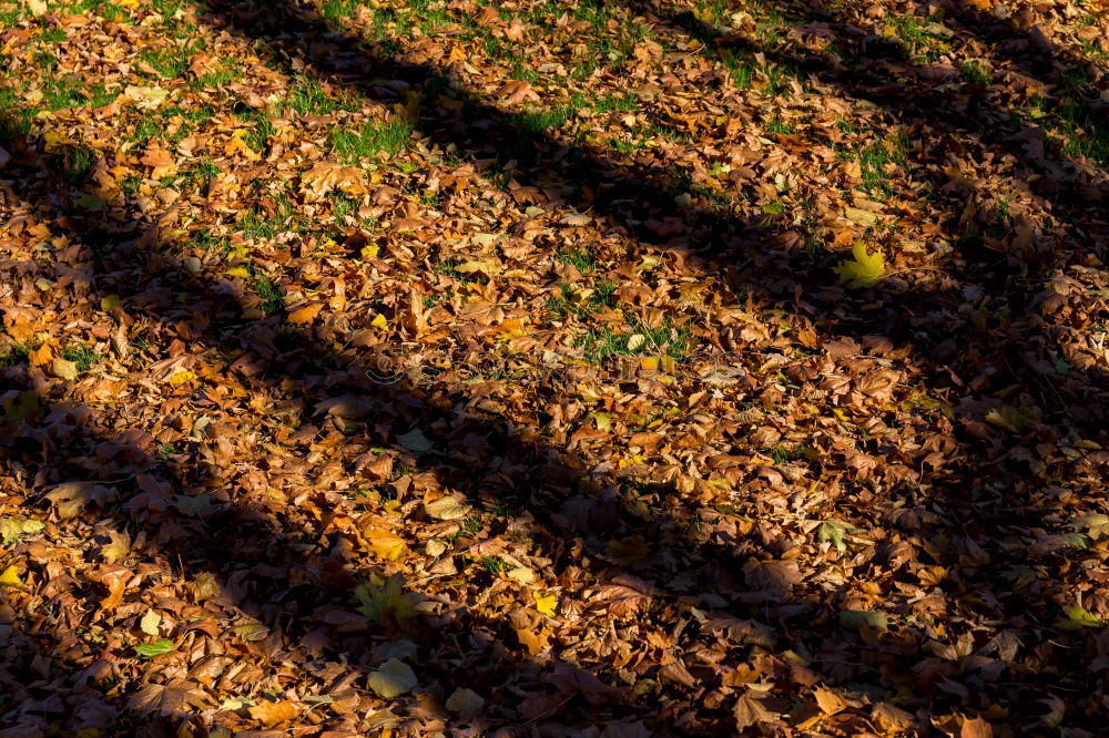 Similar – Image, Stock Photo autumn of spectators