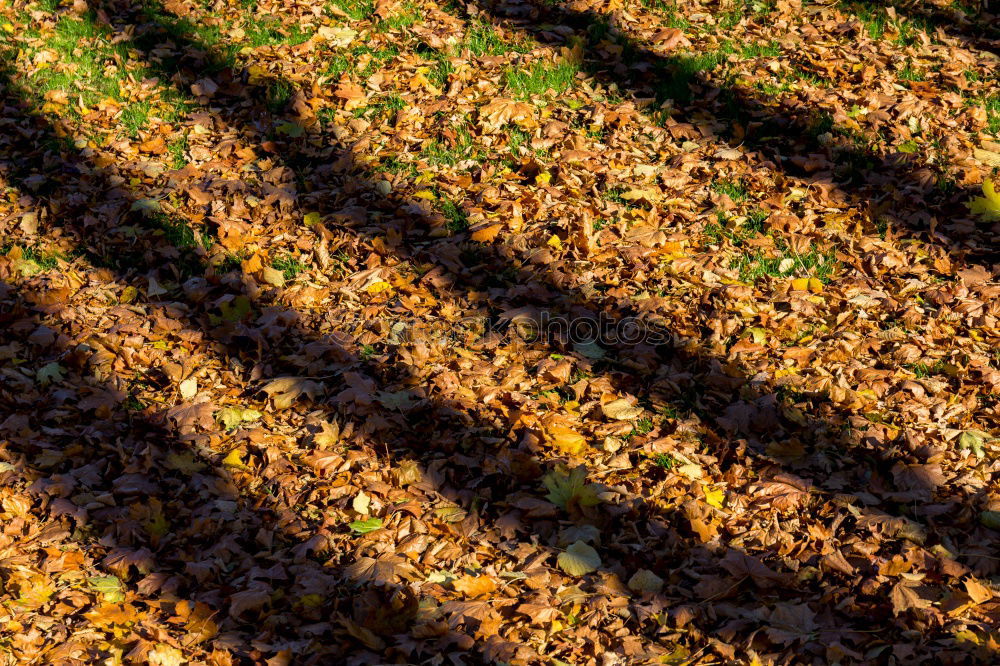 Similar – Image, Stock Photo “Hanged” Meadow Green