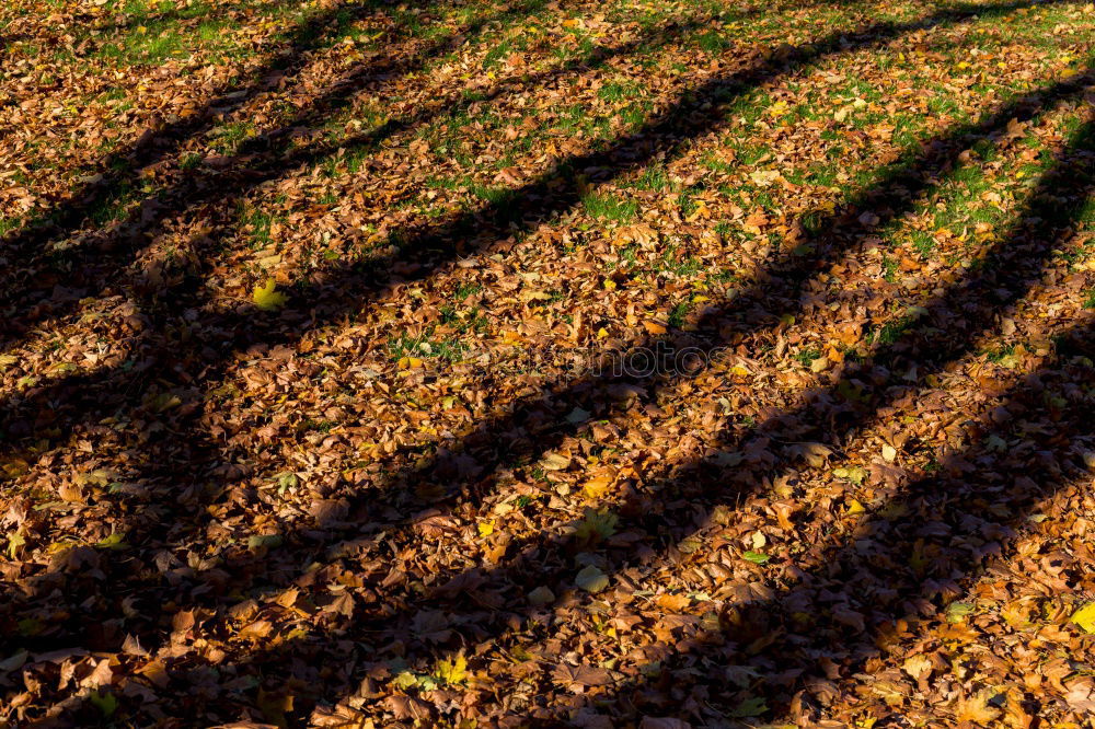 Similar – Image, Stock Photo unreal False Field Mirror