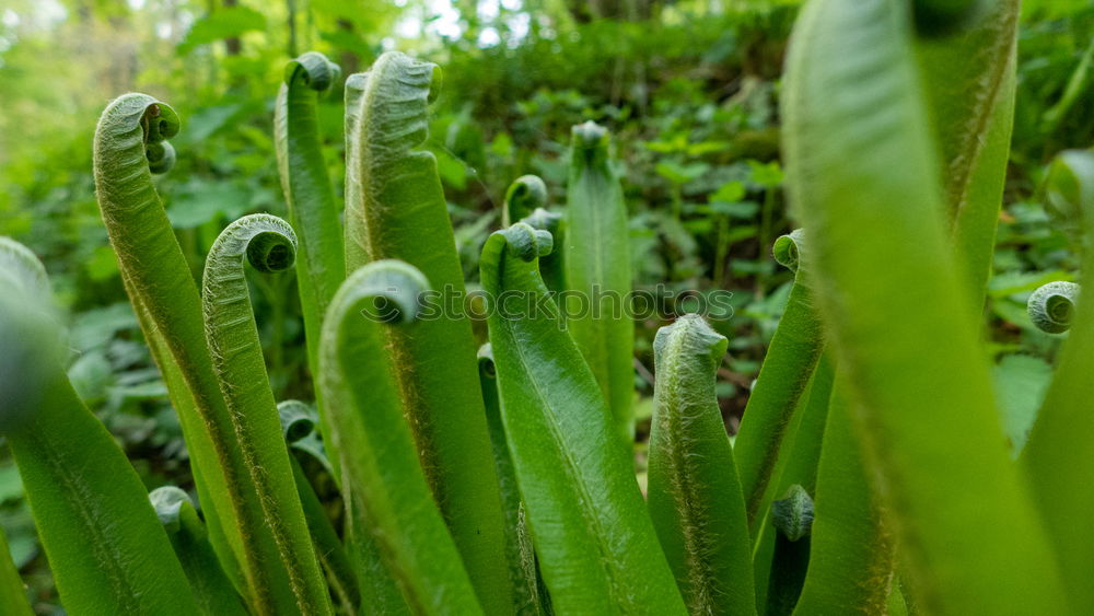 Similar – Image, Stock Photo flustered state Flower