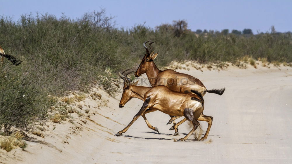 Similar – Image, Stock Photo the desert lives Horse