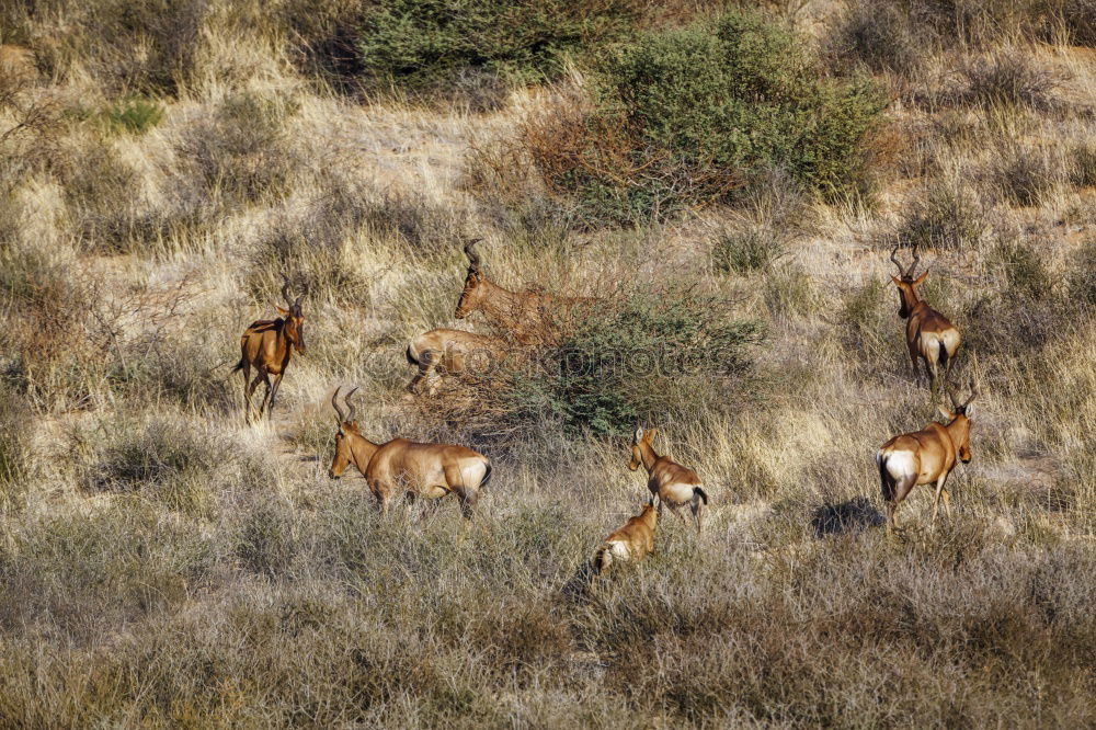 Similar – Springbok Herd Animal