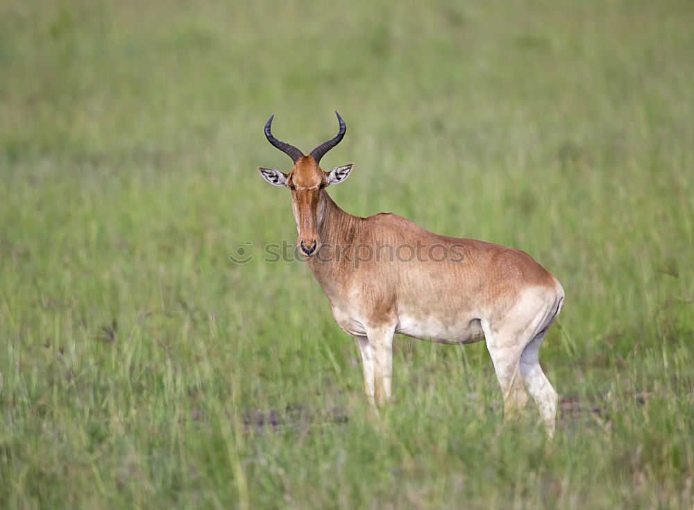 Similar – waterbuck