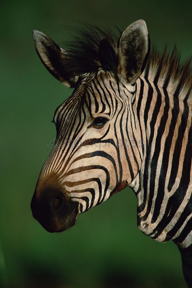 Wie macht das Zebra ?