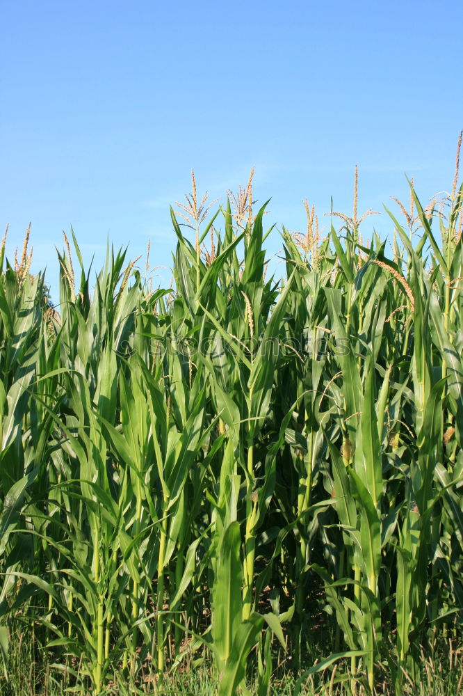 Similar – Image, Stock Photo maize field Maize field