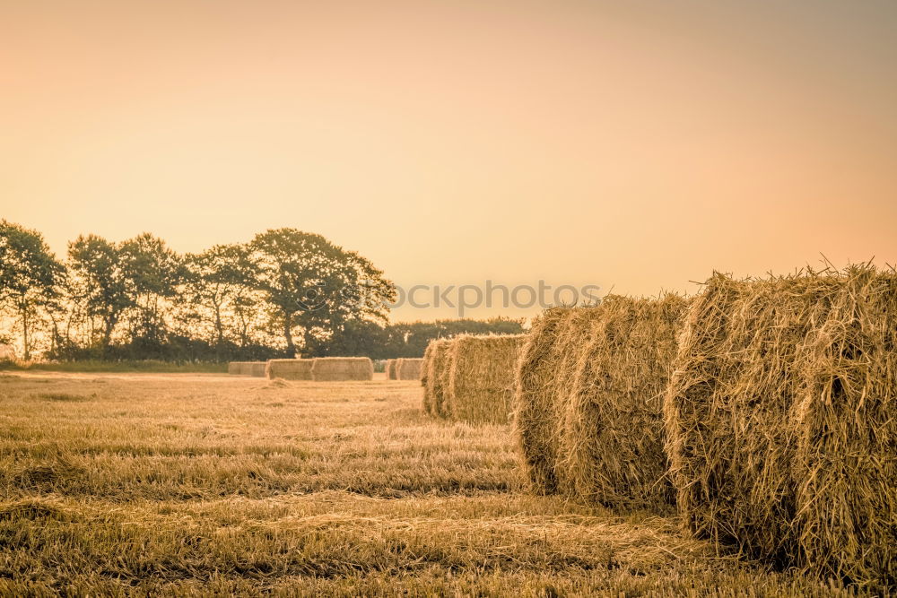 Similar – Image, Stock Photo Harvester on a field