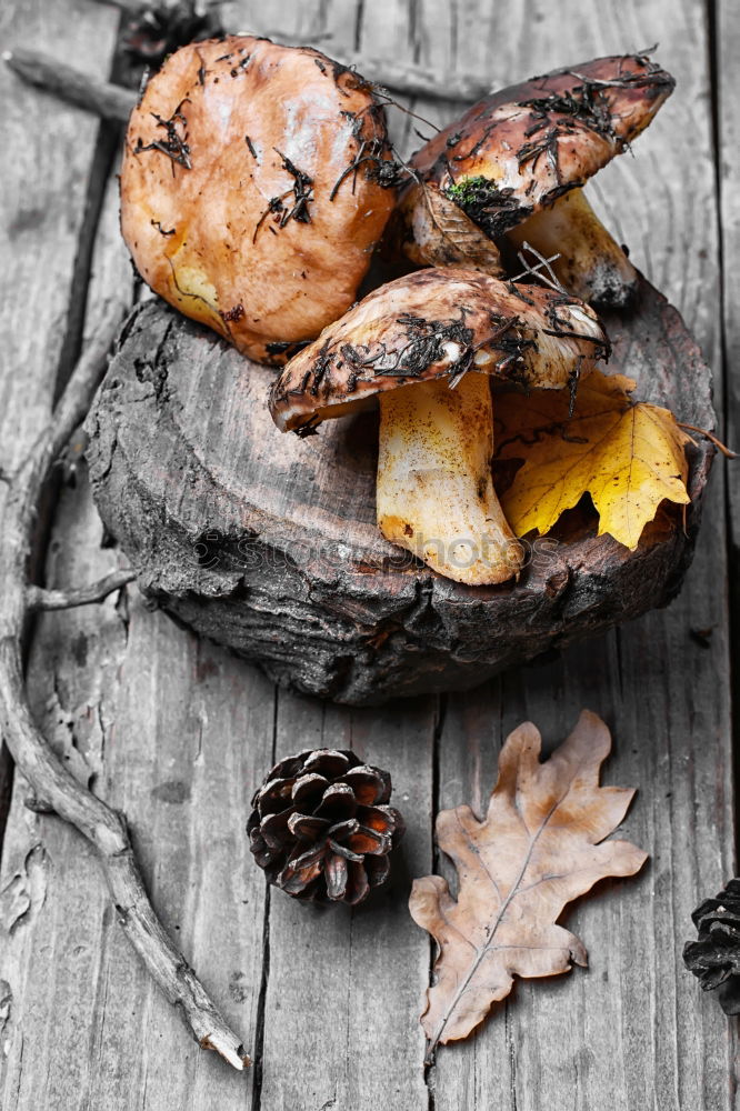 Similar – Image, Stock Photo Sweet potato chips 2.0