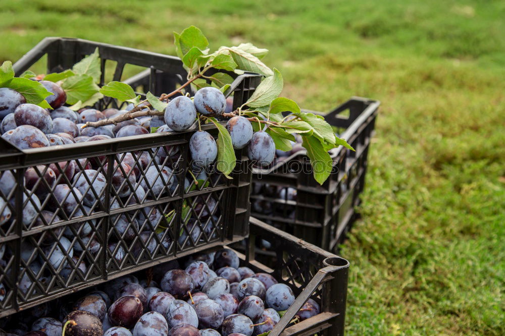 Similar – Image, Stock Photo Main ingredients for wine