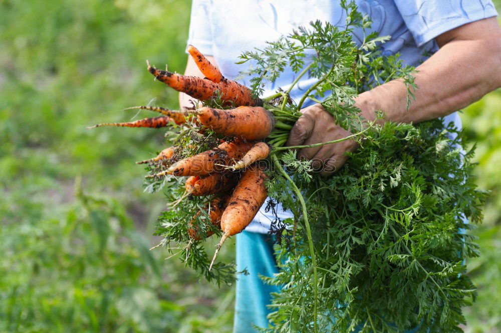 Similar – Carrots in a vegetable garden