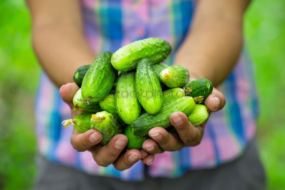 Similar – Image, Stock Photo Sugar peas in children’s hands