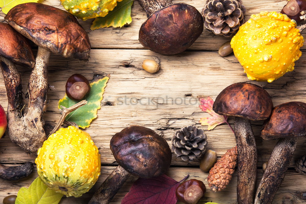 Similar – Image, Stock Photo Autumn harvest pumpkin