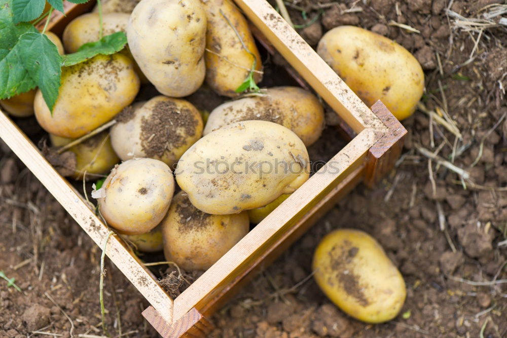 Similar – Potatoes with dirt