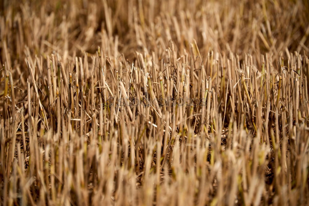 Similar – grass Grass Yellow Stalk