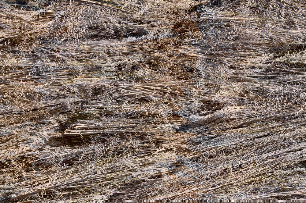 straight lines Grass Gray