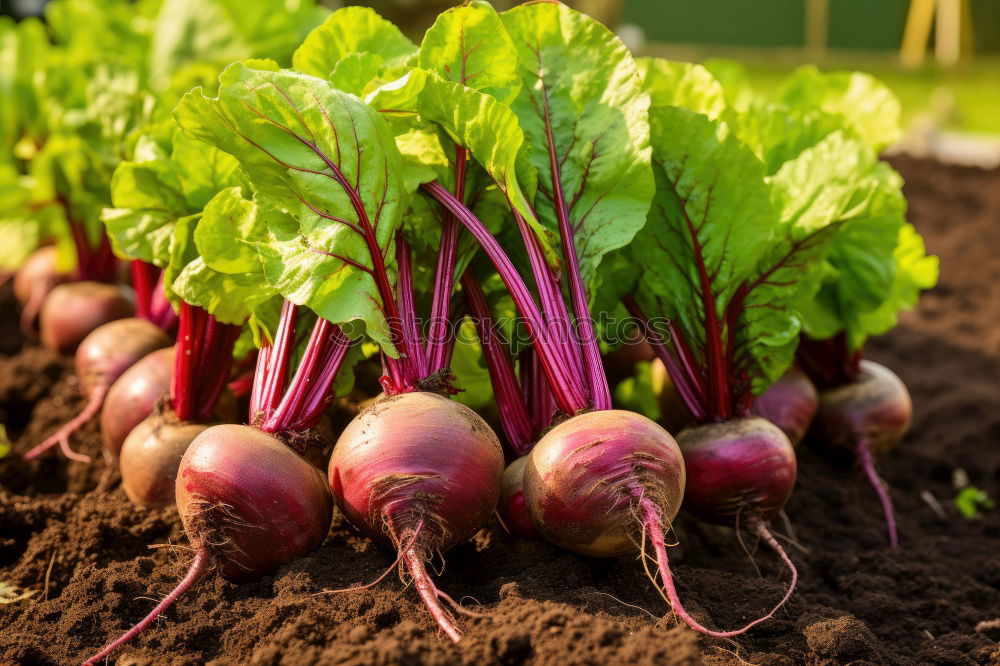 Similar – Image, Stock Photo Beetroot Beets Food