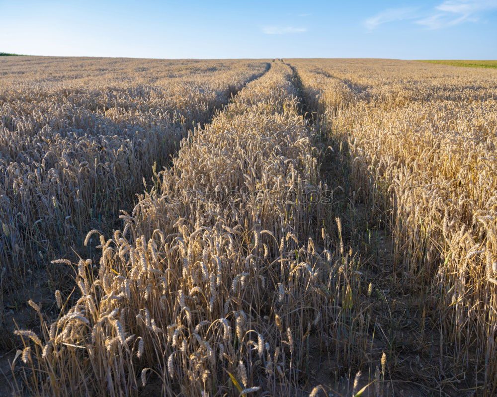 Similar – wheat field in summer