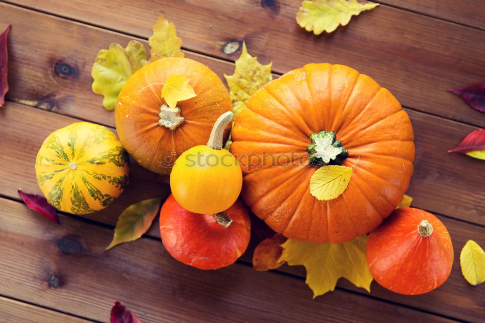 Similar – Pumpkin with colourful autumn leaves