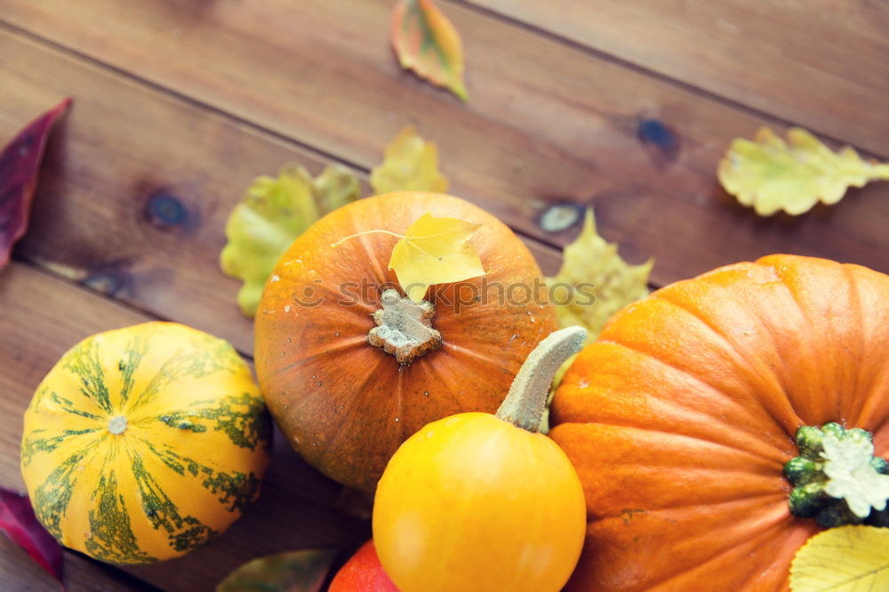 Similar – Pumpkin with colourful autumn leaves