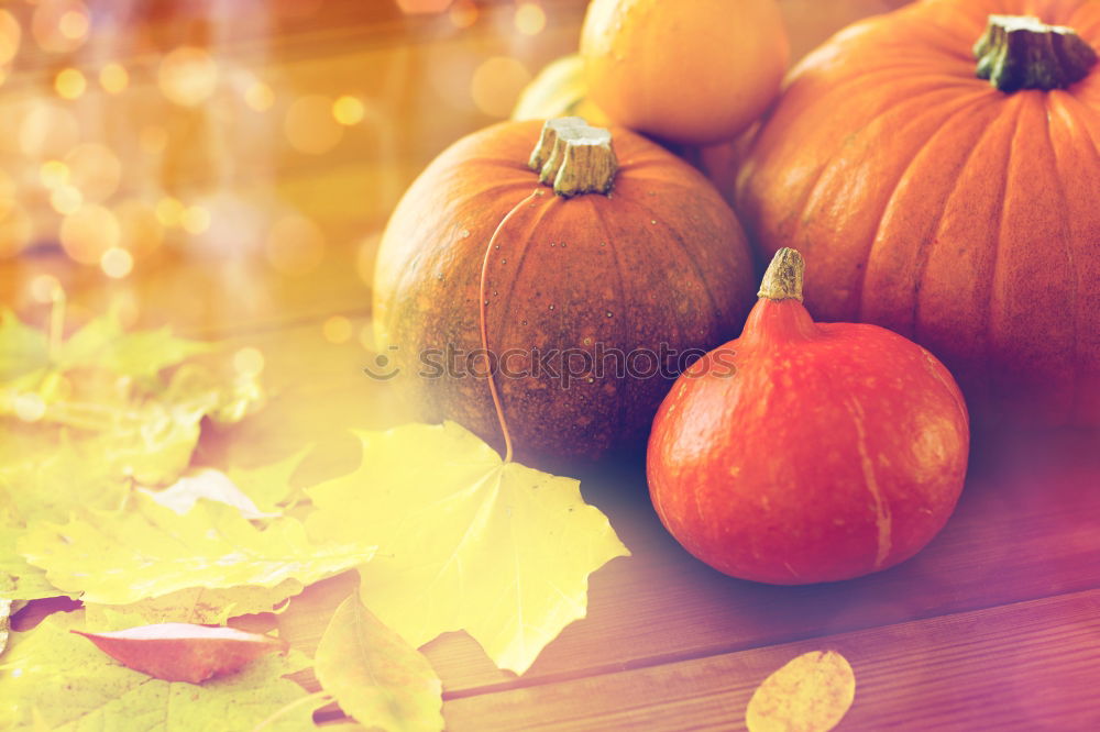 Similar – Image, Stock Photo Pumpkin season Food