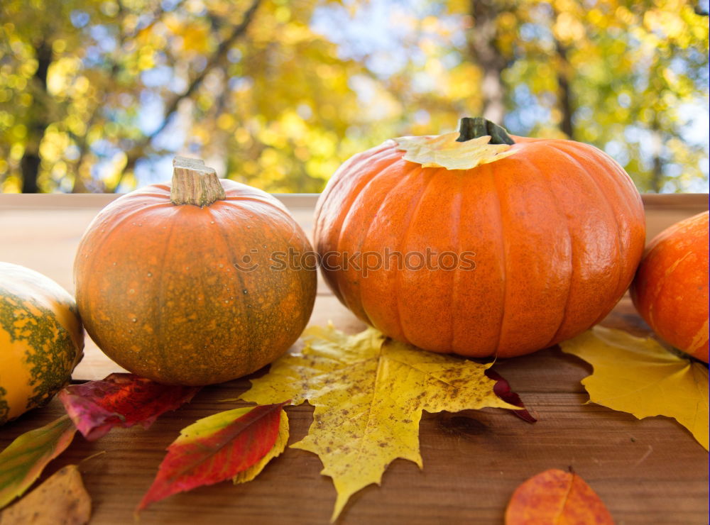 Similar – Image, Stock Photo Pumpkin season Food