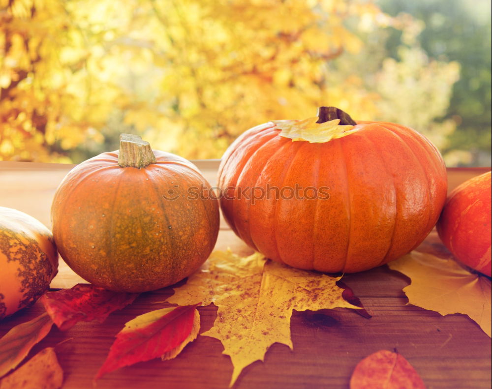 Similar – Image, Stock Photo Pumpkin season Food