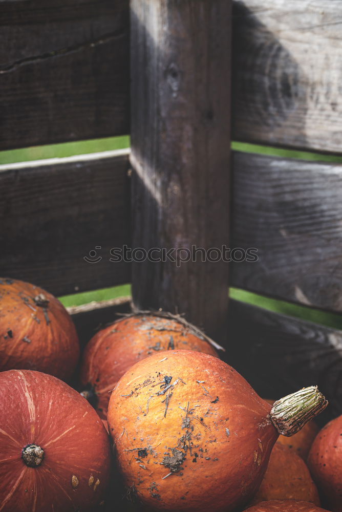 Image, Stock Photo Pumpkins on market for sale