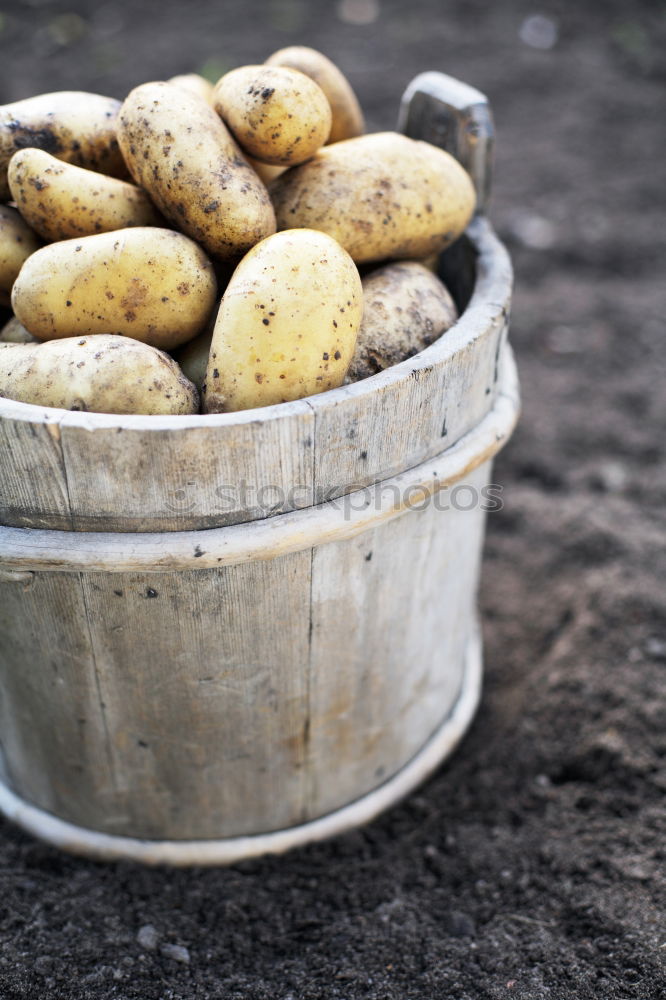 Potatoes with dirt