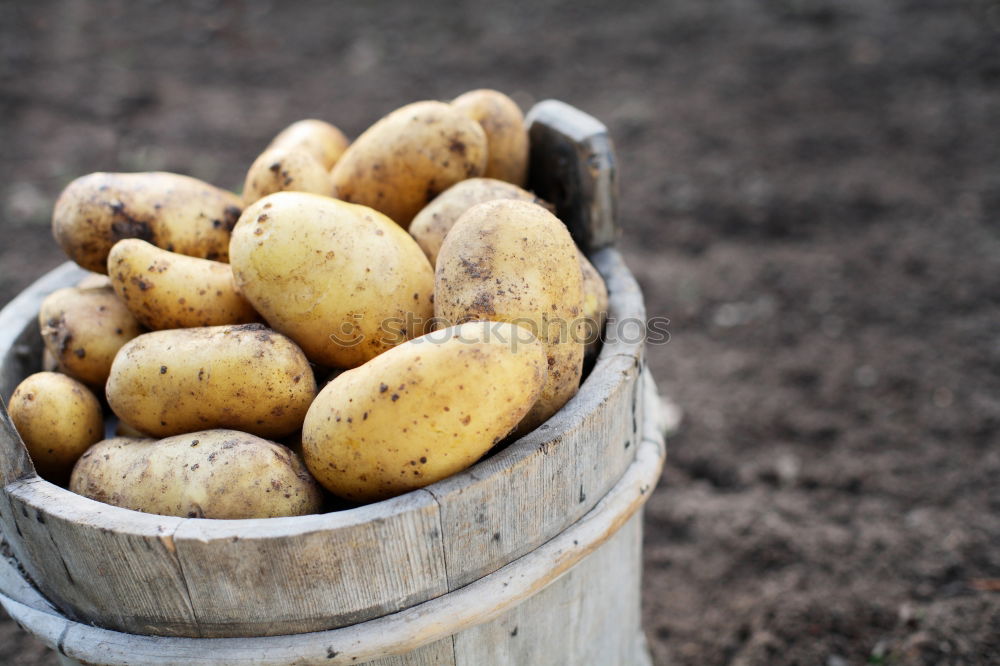 Similar – Potatoes with dirt