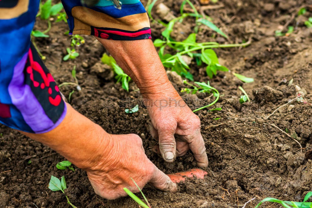 Similar – Image, Stock Photo A retired man plants sunflowers in his flower bed in Spring