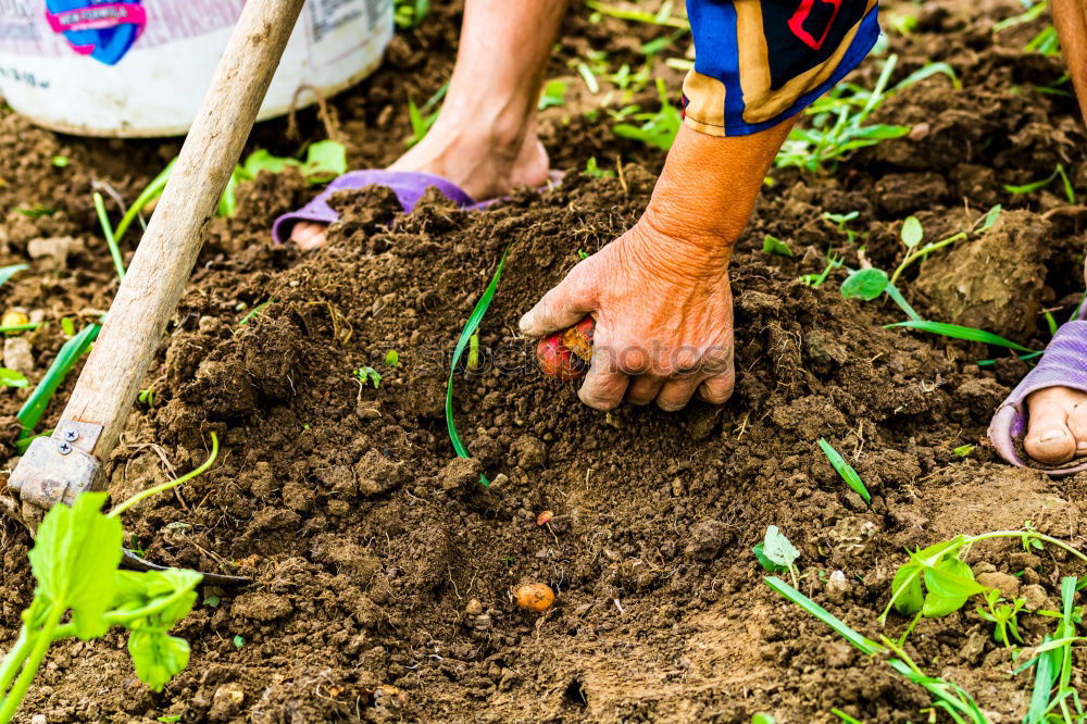 Similar – irrigate season garden