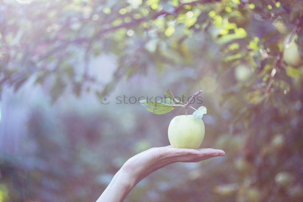 Similar – Image, Stock Photo one apple a day Food Fruit