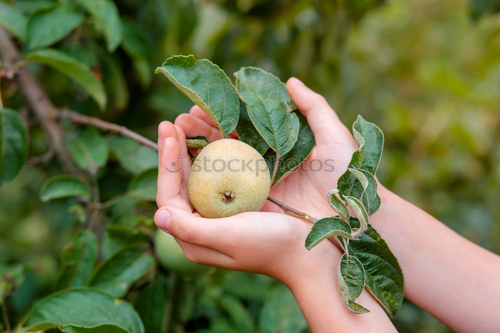 Similar – Image, Stock Photo one apple a day Food Fruit