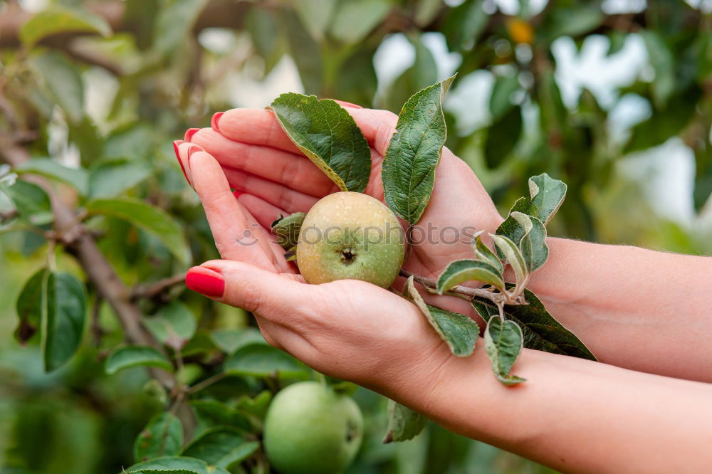 Similar – Image, Stock Photo Young man picking cherry berries from tree