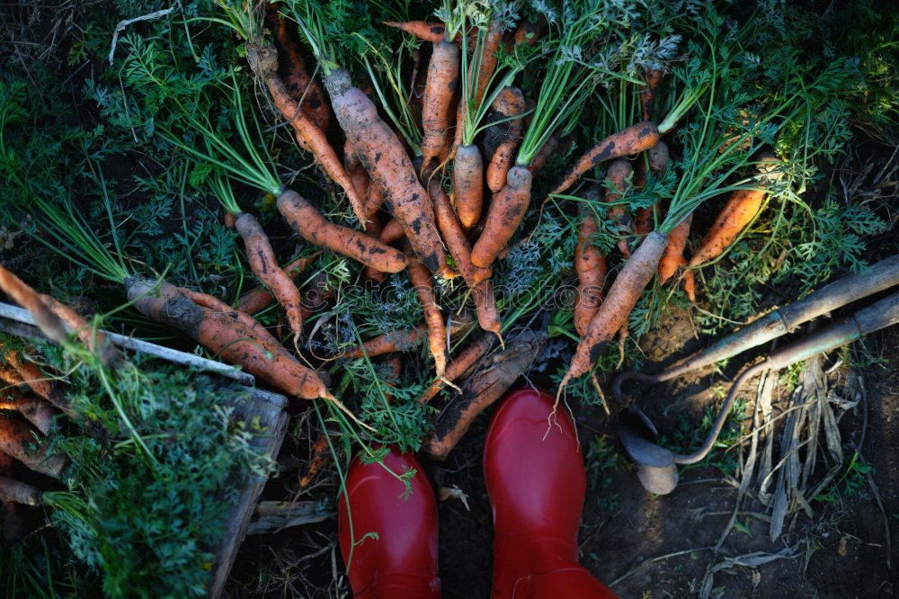 Similar – Image, Stock Photo of hunters and gatherers