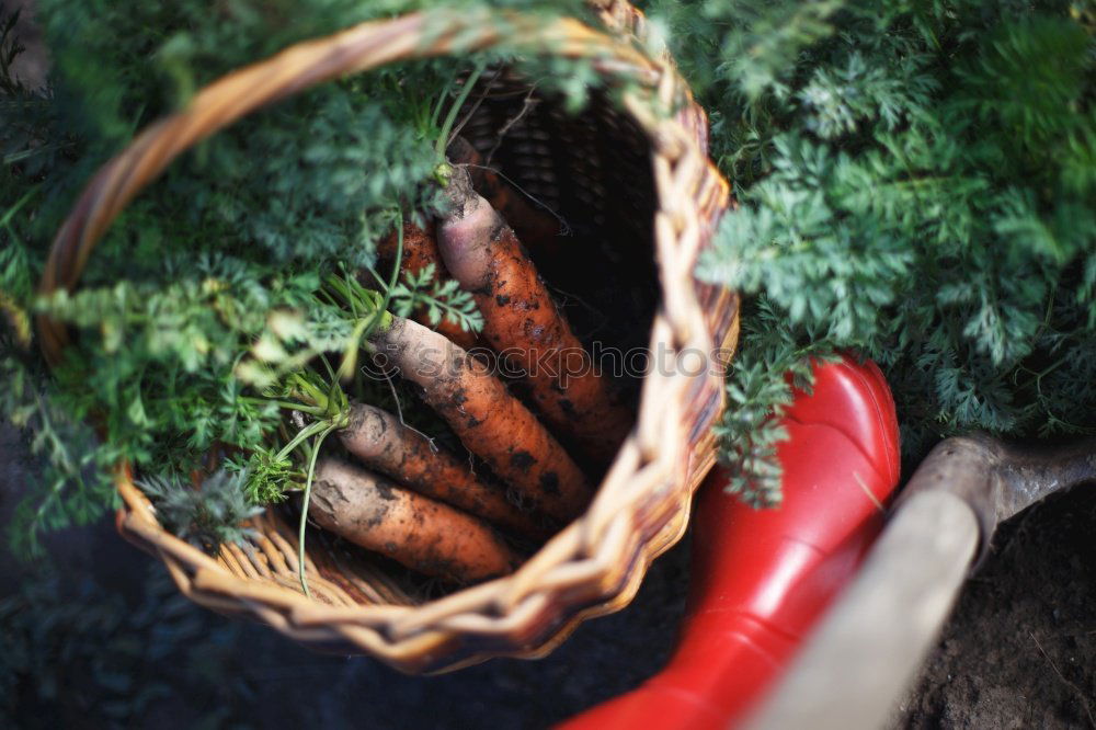 Similar – Image, Stock Photo Carrots and Jerusalem artichoke in the organic box