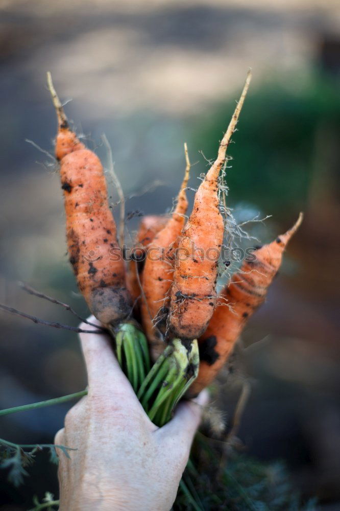 Similar – Image, Stock Photo Woman harvest carrots and beetroot