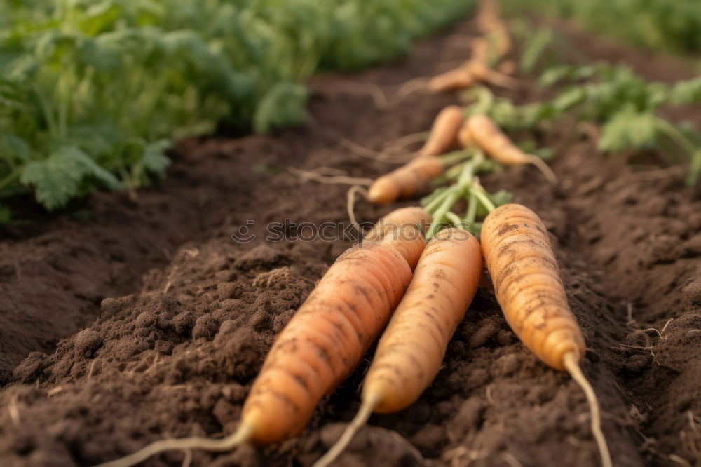 Similar – Carrots in a vegetable garden