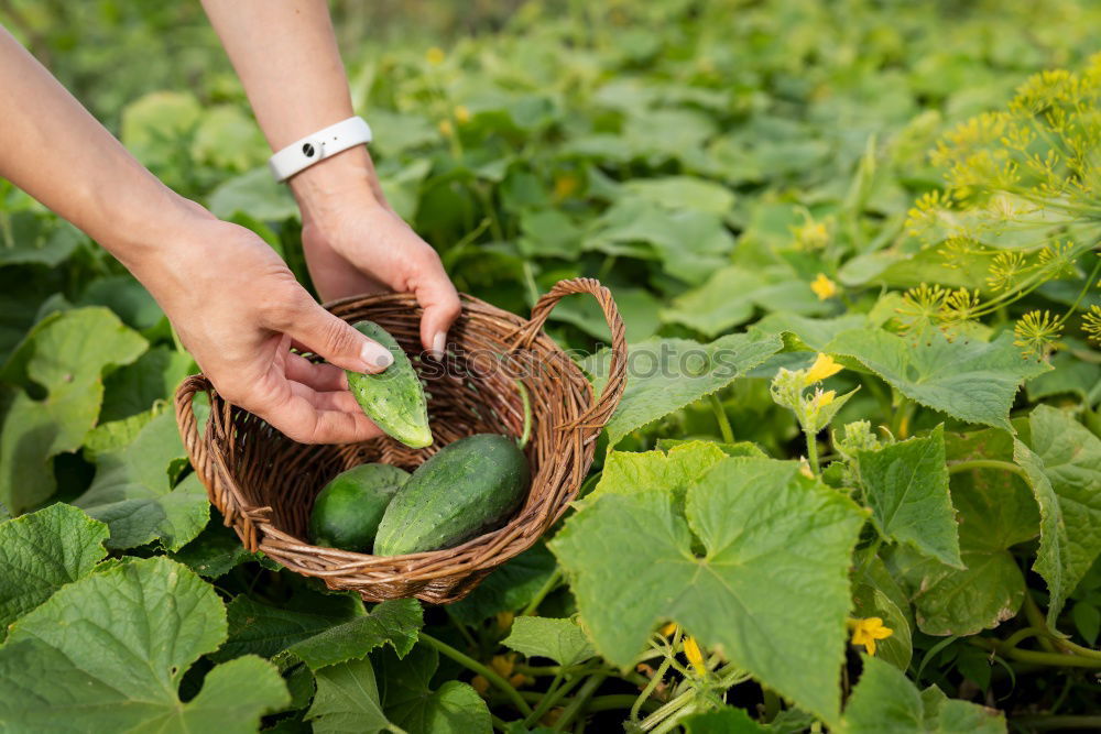 Similar – Picking radishes in the garden