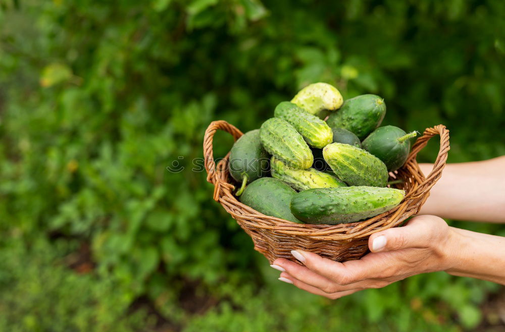 Similar – Image, Stock Photo Sugar peas in children’s hands