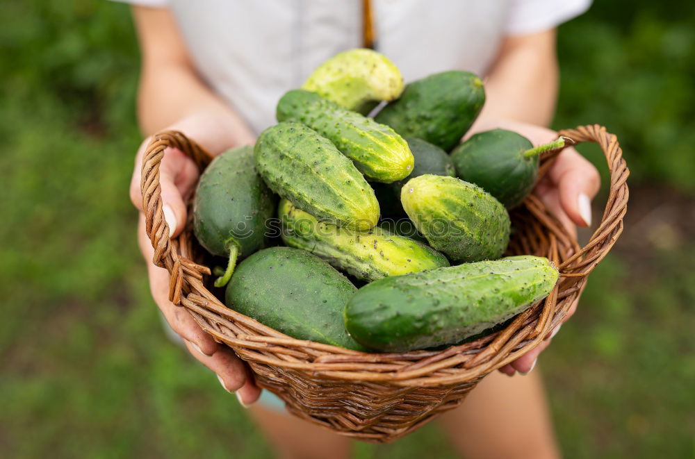 Similar – Image, Stock Photo Fresh pumpkin harvested by hand