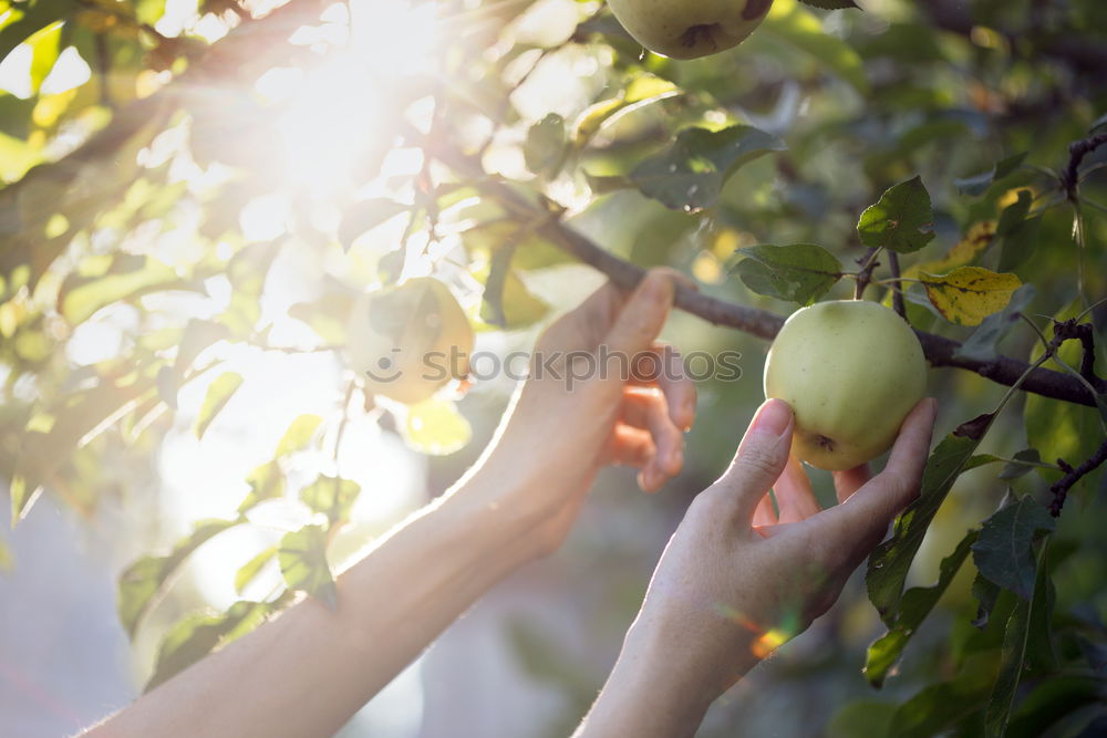 Similar – Image, Stock Photo one apple a day Food Fruit