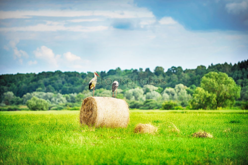 Similar – Image, Stock Photo on the field. Harmonious