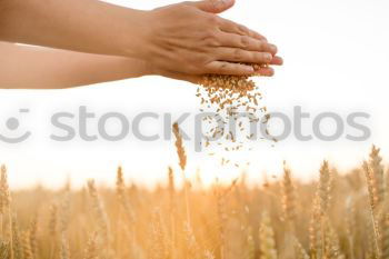 Similar – Image, Stock Photo Harvest Beautiful Summer