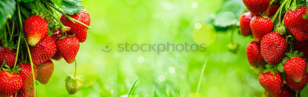 Similar – Image, Stock Photo #A# Oskar Goes Wild Nature