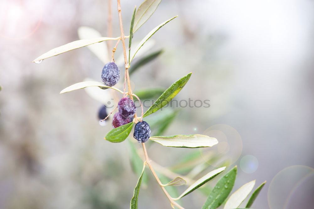 Image, Stock Photo #A# Olive Black